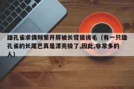 雄孔雀求偶频繁开屏被长臂猿拔毛（有一只雄孔雀的长尾巴真是漂亮极了,因此,非常多的人）